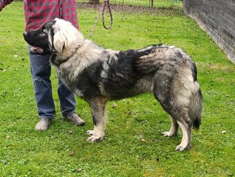 Šarplaninský pastevecký pes - 3