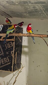 Rosela/modrá, zlatá, pastel, opalin - 3