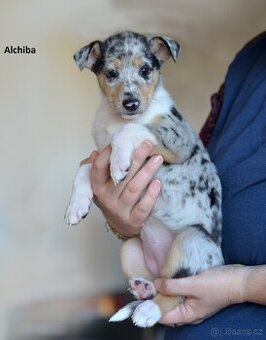 Krátkosrstá kolie - 3