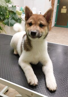 Shiba inu pinto s PP - 3