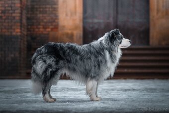 Krycí pes Border kolie s PP - 3