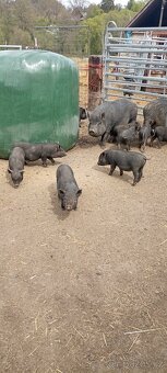 Vietnamská selata - 3