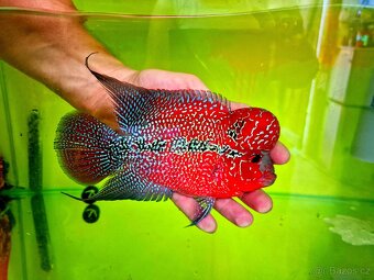Flowerhorn Super red Dragon. - 3