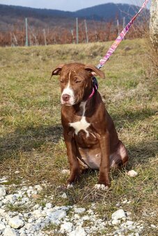 APBT ,americký pitbullterier, pittbul , pittbull teriér s PP - 3
