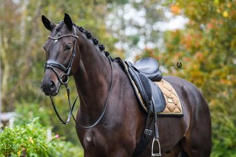 Equestrian Stockholm Golden Brass DL a COB - 3