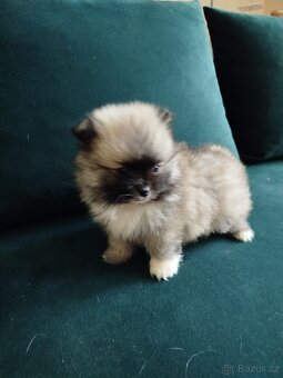 Pomeranian - 3