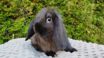 Zakrslý beránek, králíček, králík - PEGAS - 3