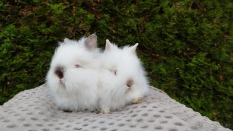 Zakrslý beránek, králíček, králík- ONDŘEJ A OLAF - 3