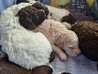 Lagotto romagnolo - štěňata s PP - 3