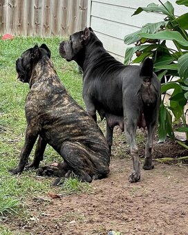 Cane corso - 3