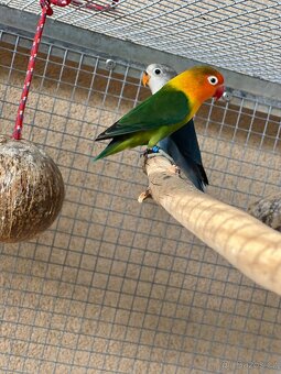 Agapornis fisheri - 3