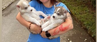 Sibiřský Husky bez PP. Havířov - 3