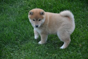 Shiba inu s průkazem původu - 3