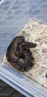 Krajta královská - 3