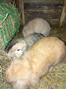 Zakrslý králík - 3