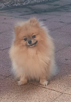 Pomeranian Fenky s PP ihneď k odberu - 3