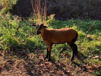 Kamerunská ovce - 3