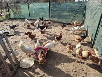 Prodáme kuřátka rezervace - 3
