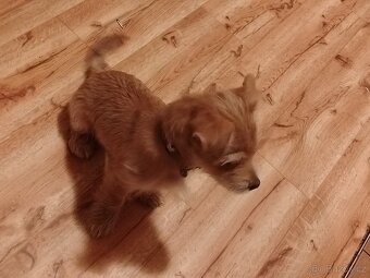 Jorkšír X Čivava - 3