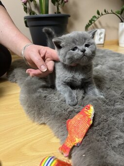 Skotská klapoucha kotatka - 3