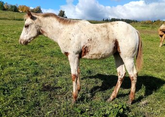 Jedinečná Appaloosa klisnička - 3