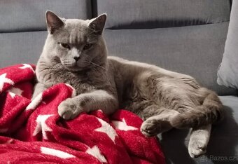 Britský modrý kocour ke krytí - 3