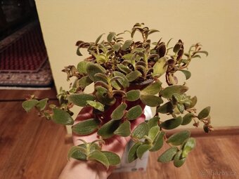 Cyanotis beddomei (Teddy Bear Vine) - 3