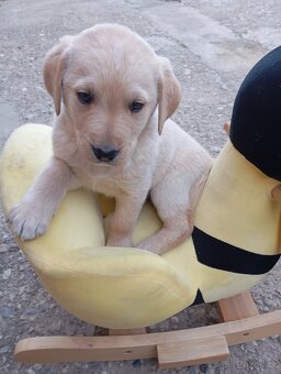 Zlatý retrívr/retriever - 3