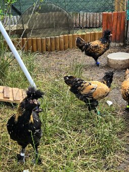 🐓 Kohoutci Pavlovské slepice 🐓 - 3