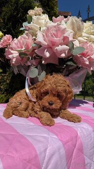 Maltipoo holčičky 🍒 - 3