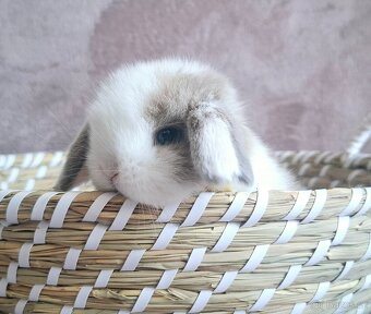 Mini lop miminko kluk - 3
