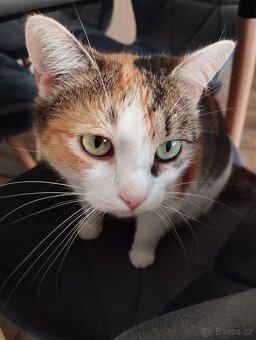 Daruji kočičku jménem Micinka - 3
