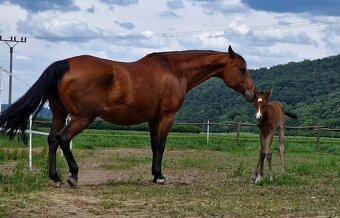 Quarter Horse Kobylka vhodná na jazdenie aj do chovu - 3