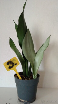 Tchýnin jazyk Sansevieria - různé druhy - 3