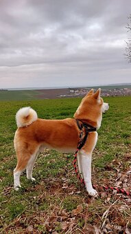 Akita Inu, krytí - 3