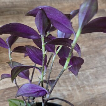 Tradescantia Zebrina Bosse, menší trsy - 3
