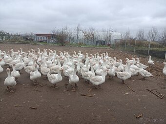 Husy německé nosné - 3