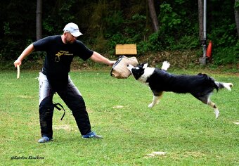 Border kolie - chovný pes ke krytí - 3