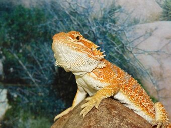 Agama vousatá (Pogona vitticeps) - 3