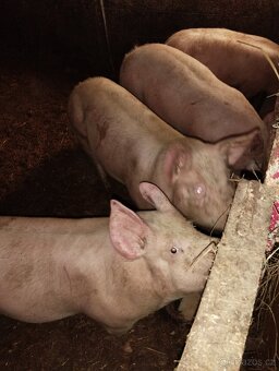 Prodám domácí prasata - 3