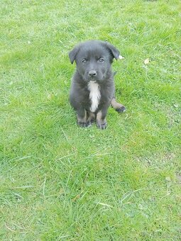 Prodám  štěňata křížence - 3