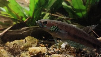 Betta ocellata - 3