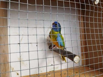 Neofema modrohlava - 3