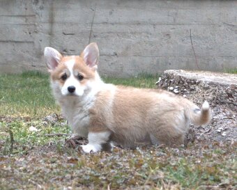 Welsch corgi pembroke s PP - 3
