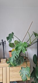 Pokojové rostliny - fíkus, monstera - 3