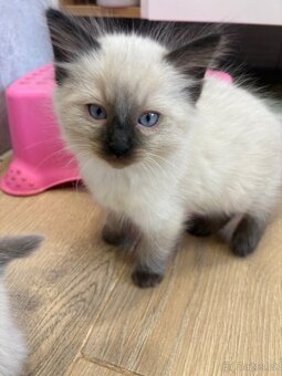Luxusní ragdoll kocourek k odběru - 3