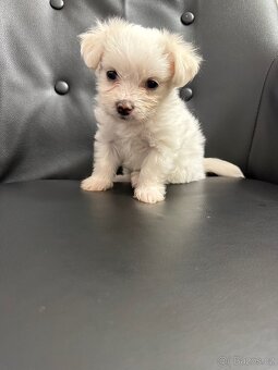 🐶 Na prodej – 3 štěňata havanského psíka 🐾 - 3