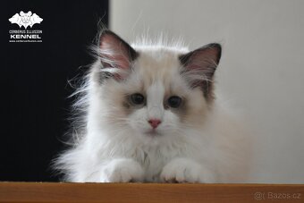 Ragdoll s PP – nádherná seal bicolor kočka na výstavy a chov - 3