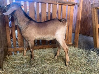 100% anglonubijský kozel - 3