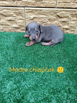 Jezevčík trpaslici - 3